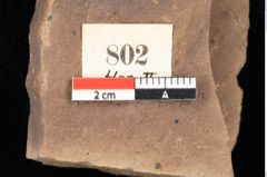 Foto (Detailsansicht) von Quercus palaeoilex Ettingshausen (NHMW-GEO-2024-0188-0802)